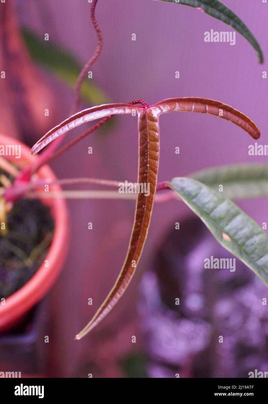 Beautiful tiny long leaves of Anthurium Cutucuense, a popular indoor  houseplant Stock Photo - Alamy
