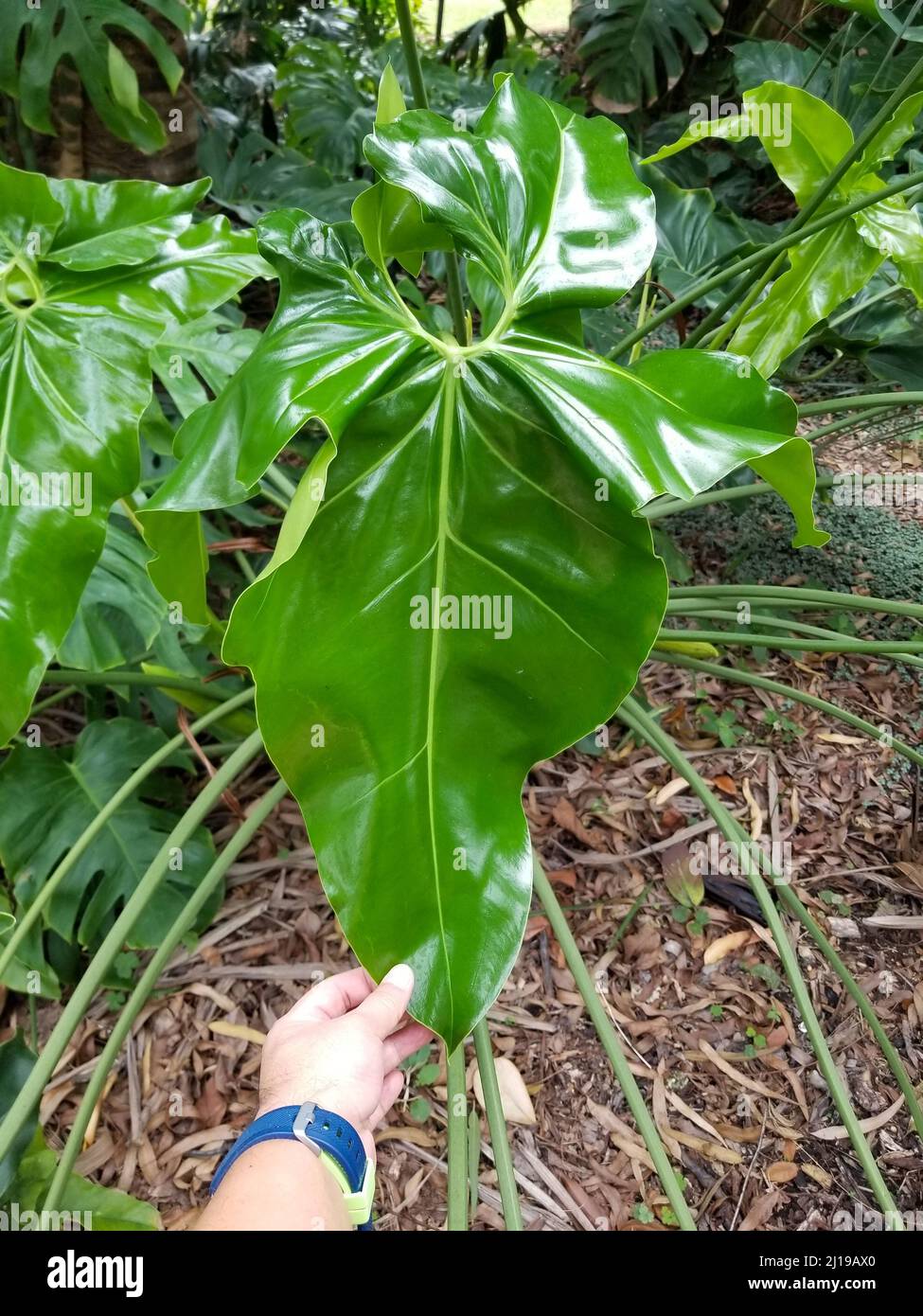 philodendron quitense Philodendron spiritus sancti (TC Clone)