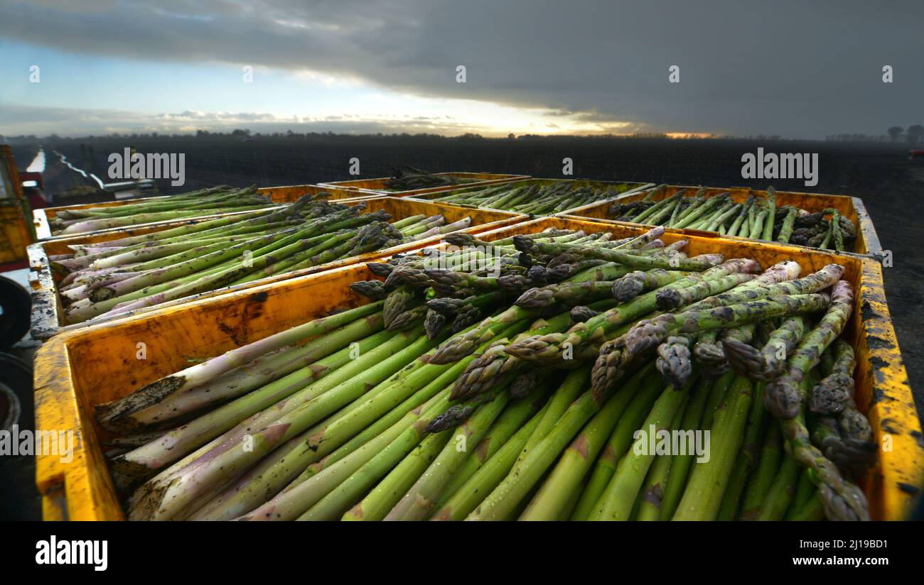 Asparagus after harvesting is boxed, shorter than the internal space-as asparagus still grows in transit. Stock Photo