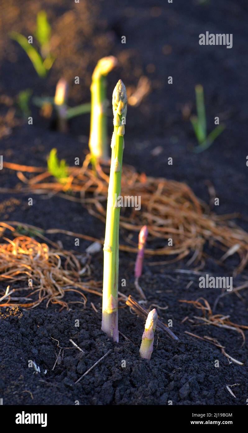Asparagus is stacked at the ends of rows after harvesting Stock Photo