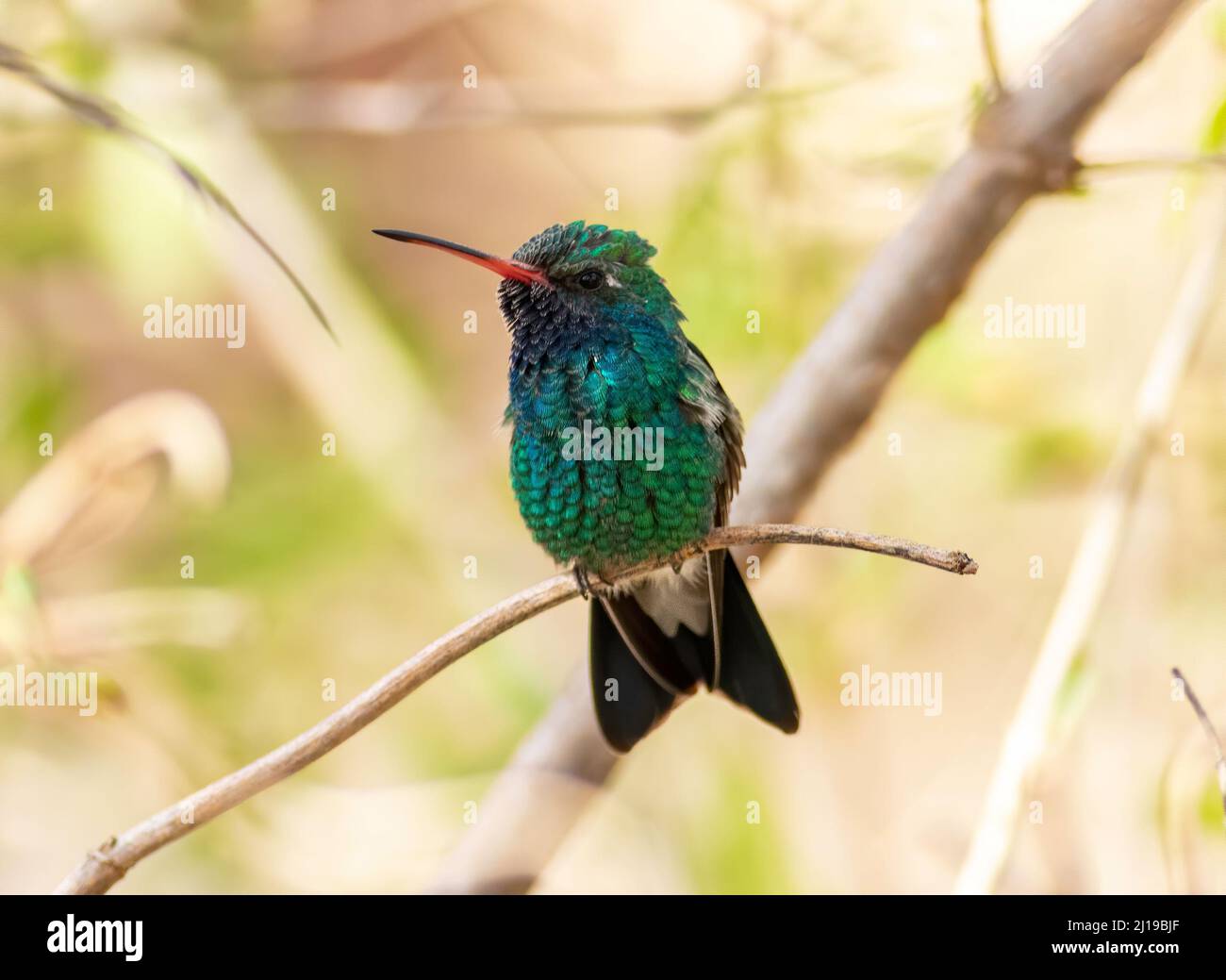 Hummingbirds on a feeder hires stock photography and images Alamy