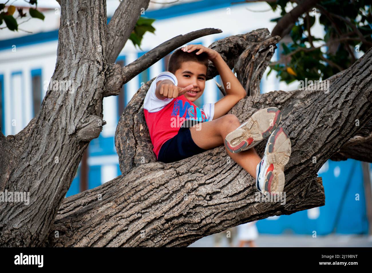 Cuban young boy gives the thumbs up sign while sitting on a tree in a park in Havana, Cuba. Stock Photo