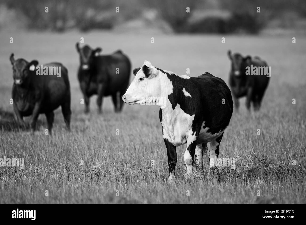 Hay for cattle Black and White Stock Photos & Images - Alamy