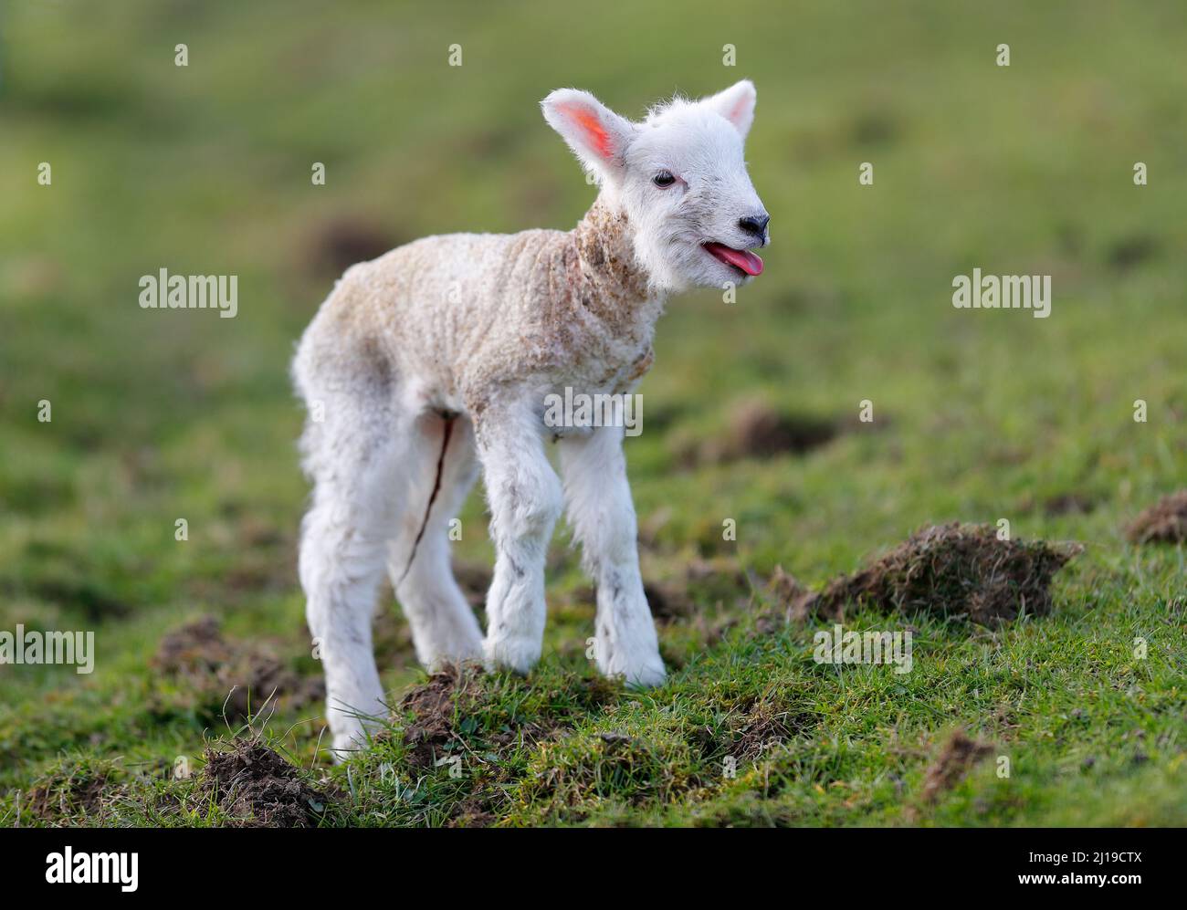 A new born lamb on a Nidderdale farm, North Yorkshire Stock Photo