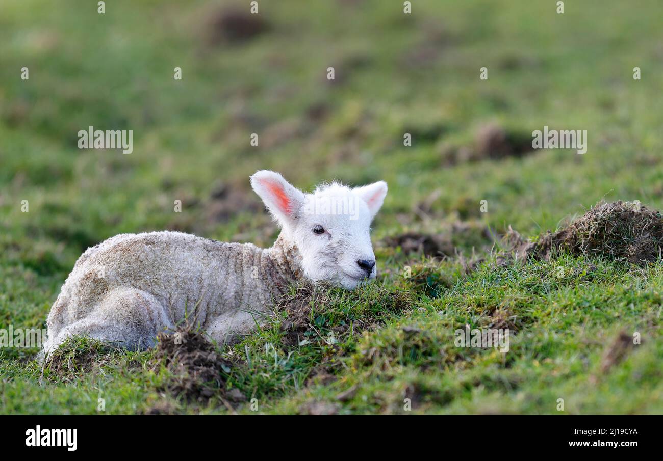A new born lamb on a Nidderdale farm, North Yorkshire Stock Photo