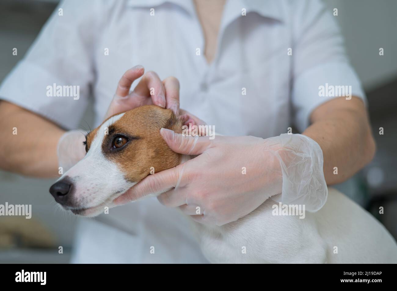 The veterinarian examines the dog's ears. Jack Russell Terrier Ear
