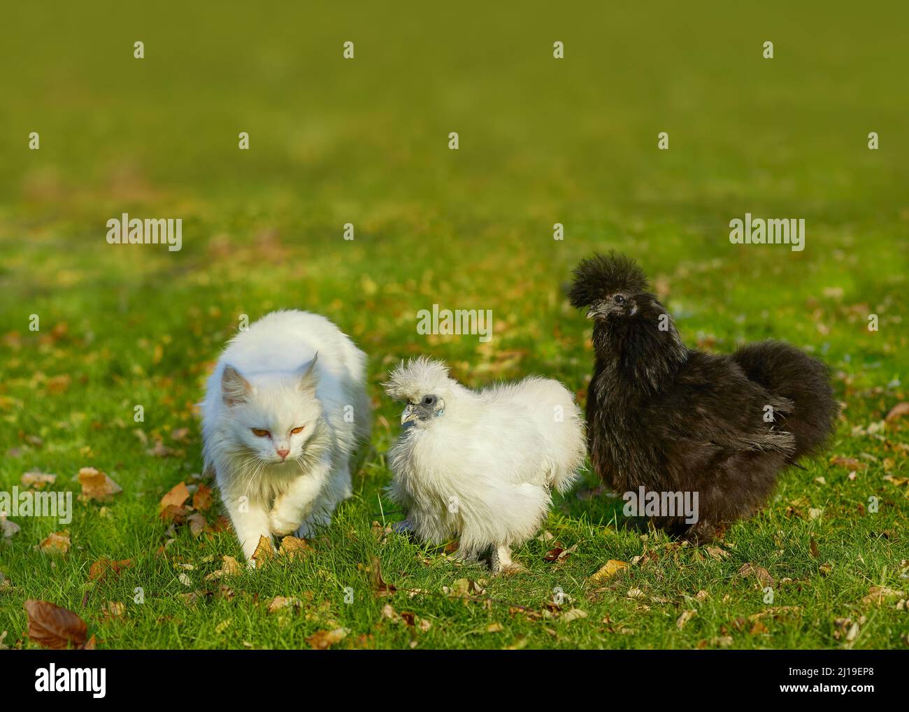 Two fluffy chickens and a white cat are walking together in a meadow Stock Photo