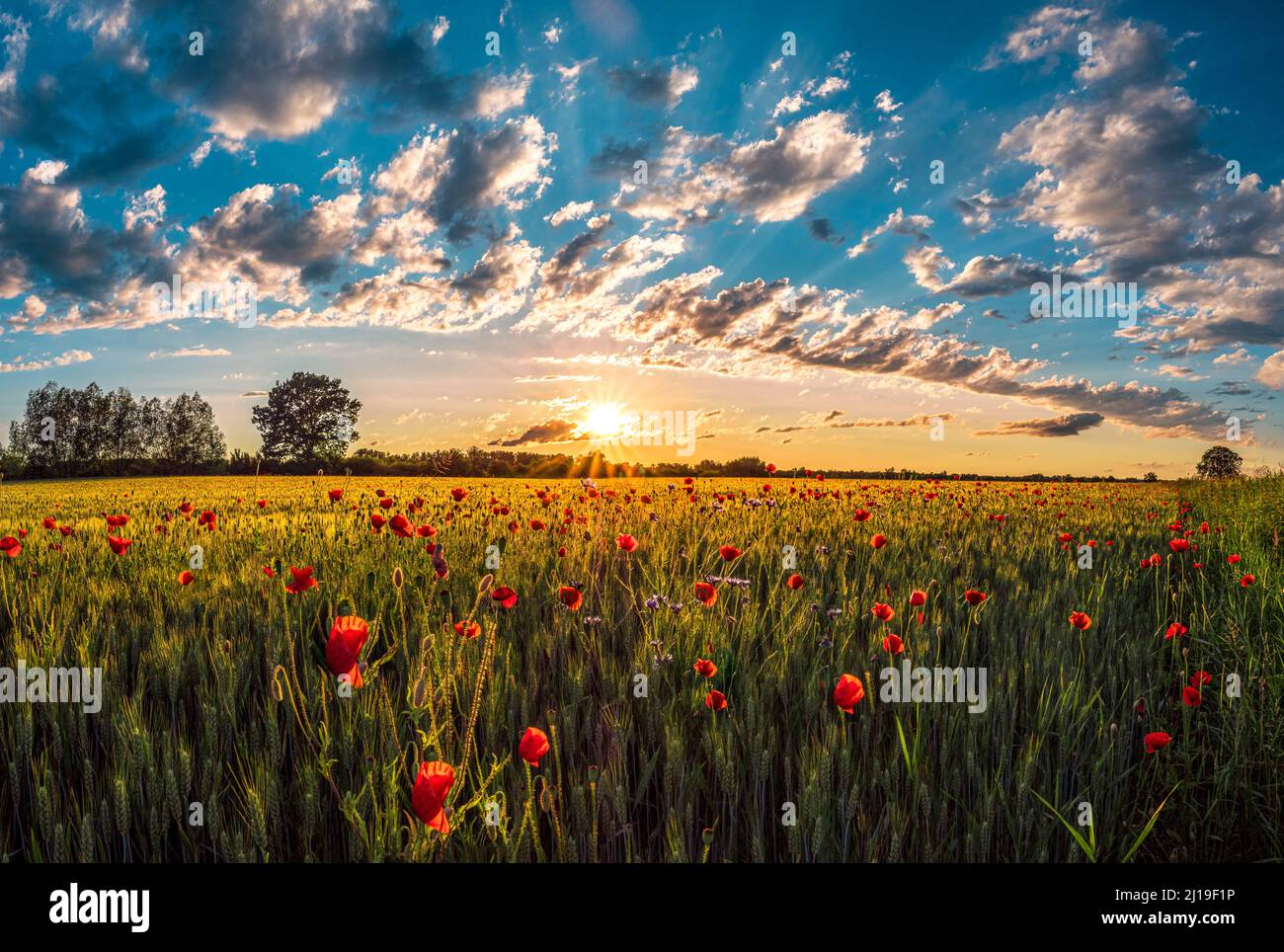 A breathtaking view of a field in Germany with the sun shining on red poppy flowers and corn from a cloudy sky Stock Photo