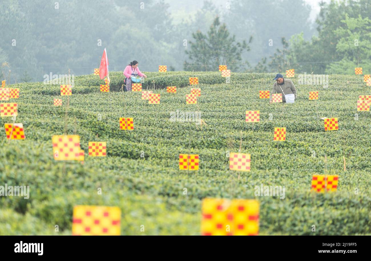 CHONGQING, CHINA - MARCH 23, 2022 - A tea farmer picks mingqian tea in a green ecological tea garden in Chongqing, China, March 23, 2022. Stock Photo