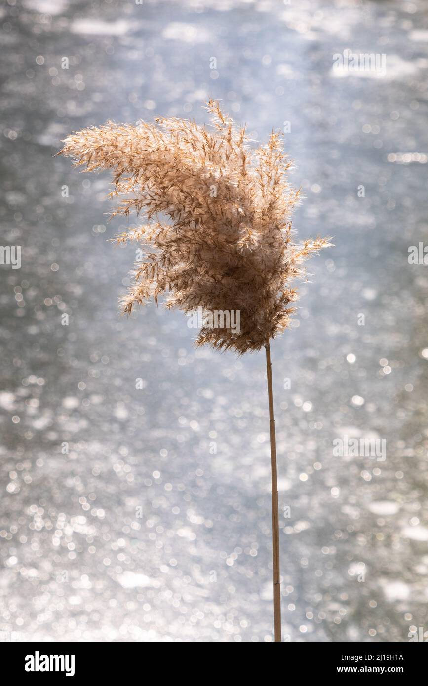 Weltland Reeds A selective focus shot of a wetland grass known as Common Reed Stock ...