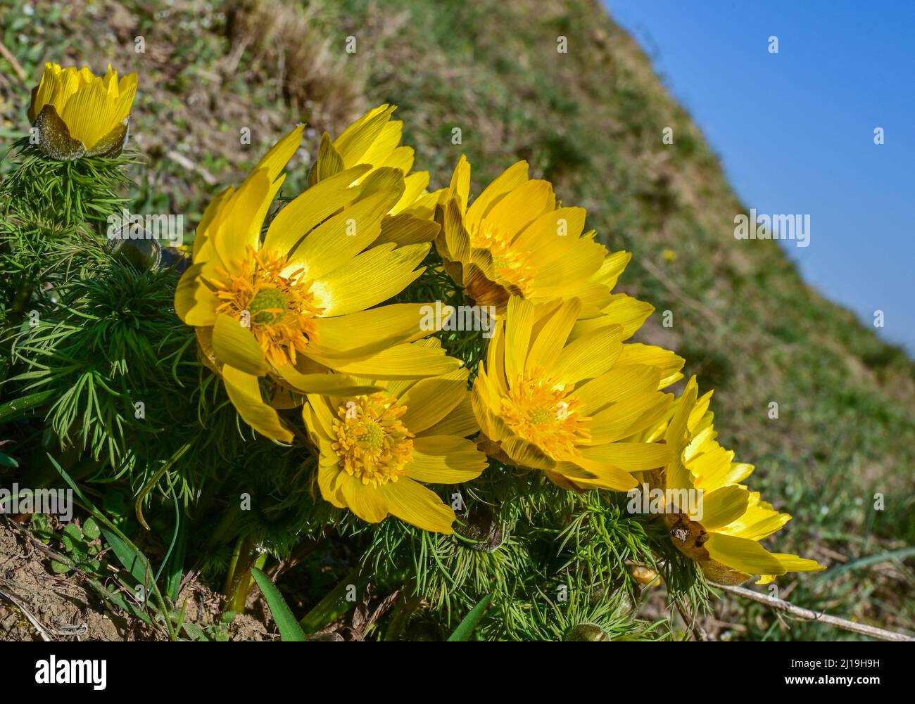 23 March 2022, Brandenburg, Lebus: Adonis florets bloom on the Oder slopes in the district of Märkisch-Oderland. The mild temperatures and warm sunshine of the last few days have led to the first Adonis florets blooming. The area between Lebus on the Oder and Mallnow on the Oderbruch edge in East Brandenburg is one of the largest contiguous Adonis rose areas in Europe. In Brandenburg, these strictly protected species only occur on the Pontic slopes north of Frankfurt (Oder). For the poisonous flowers, the area was declared a Trockerasen nature reserve in 1984. Photo: Patrick Pleul/dpa-Zentralb Stock Photo