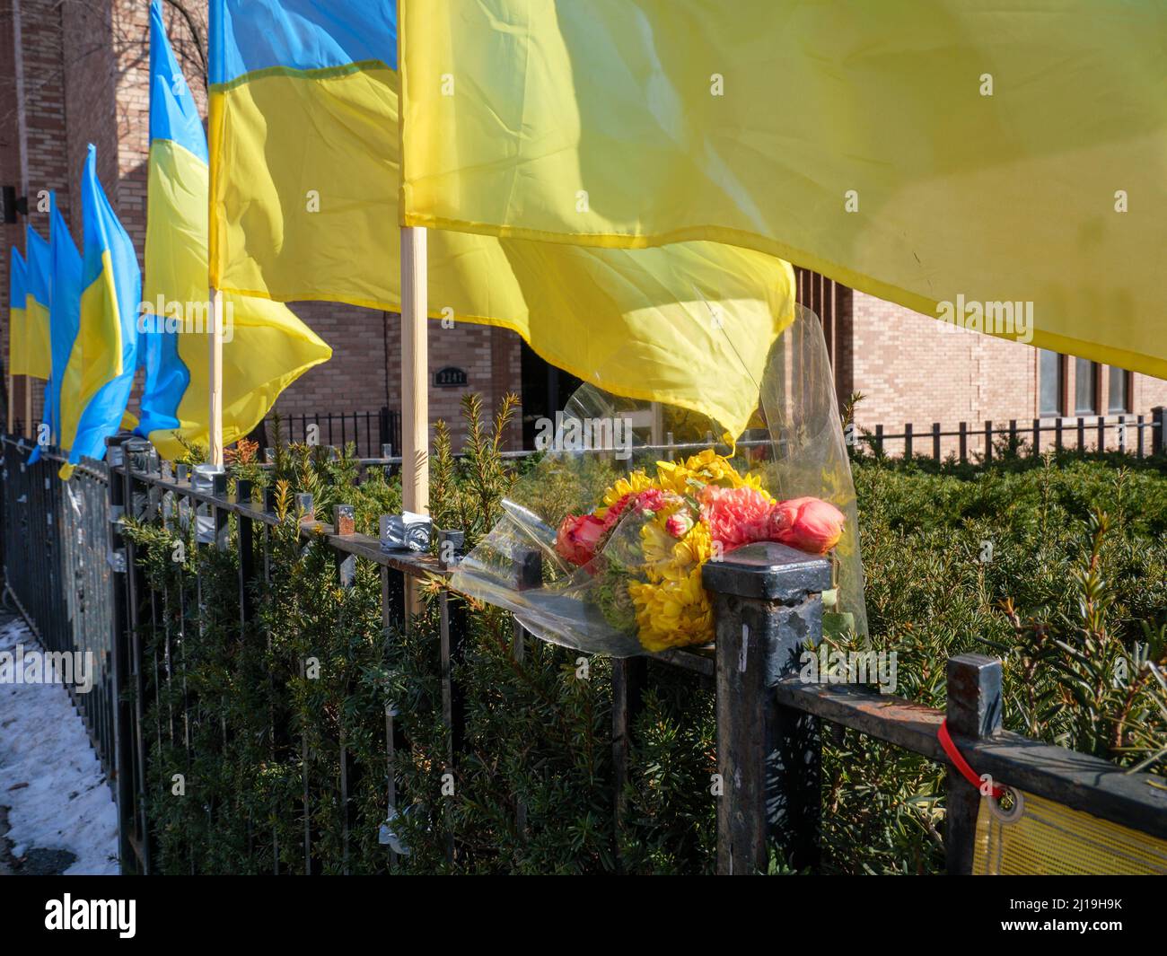 Ukrainian flag & flowers, Ukrainian Village neighborhood, Chicago, Illinois. Stock Photo