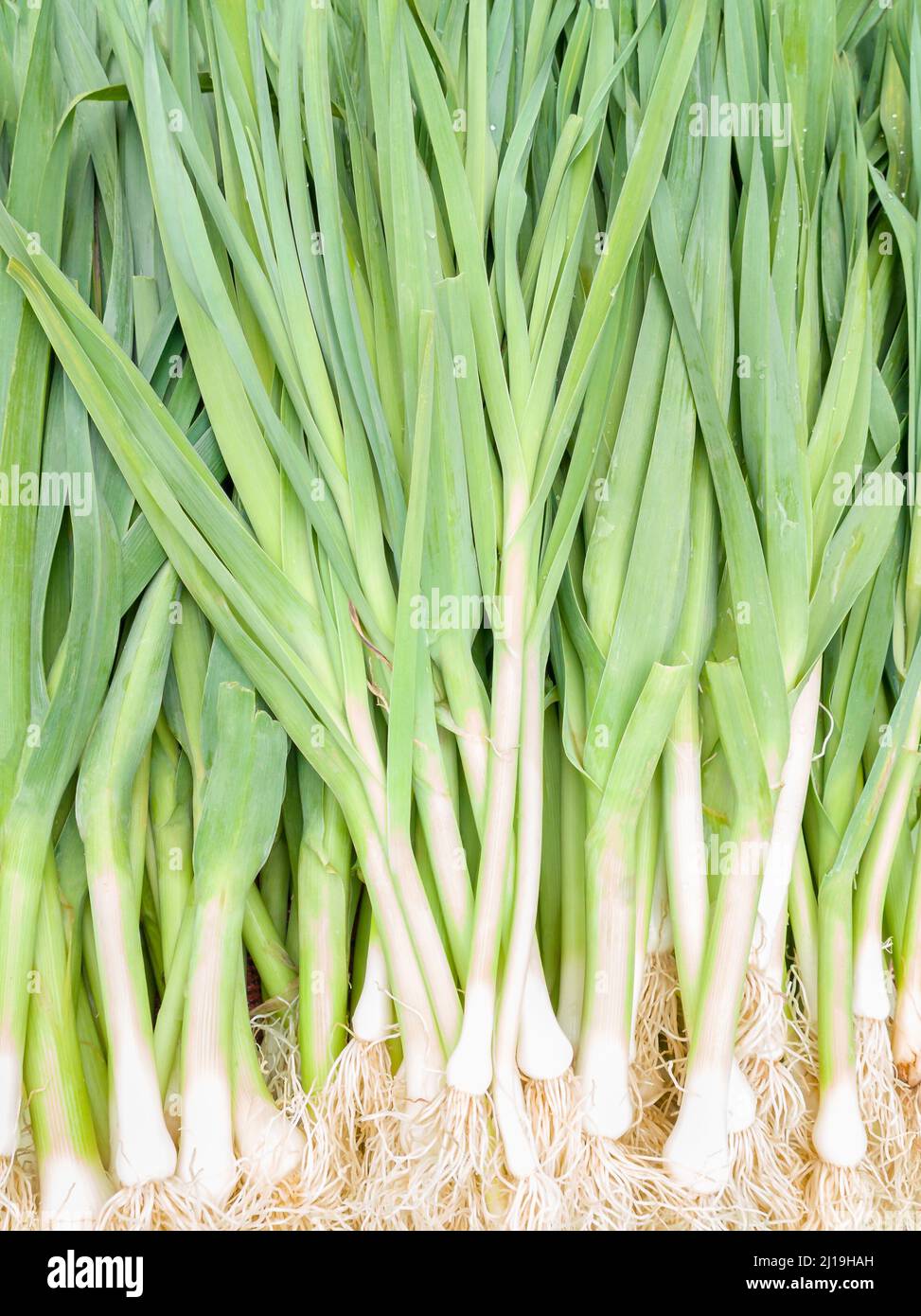 leaks, freshly harvested raw vegetable background, taken from above in shallow depth of field Stock Photo