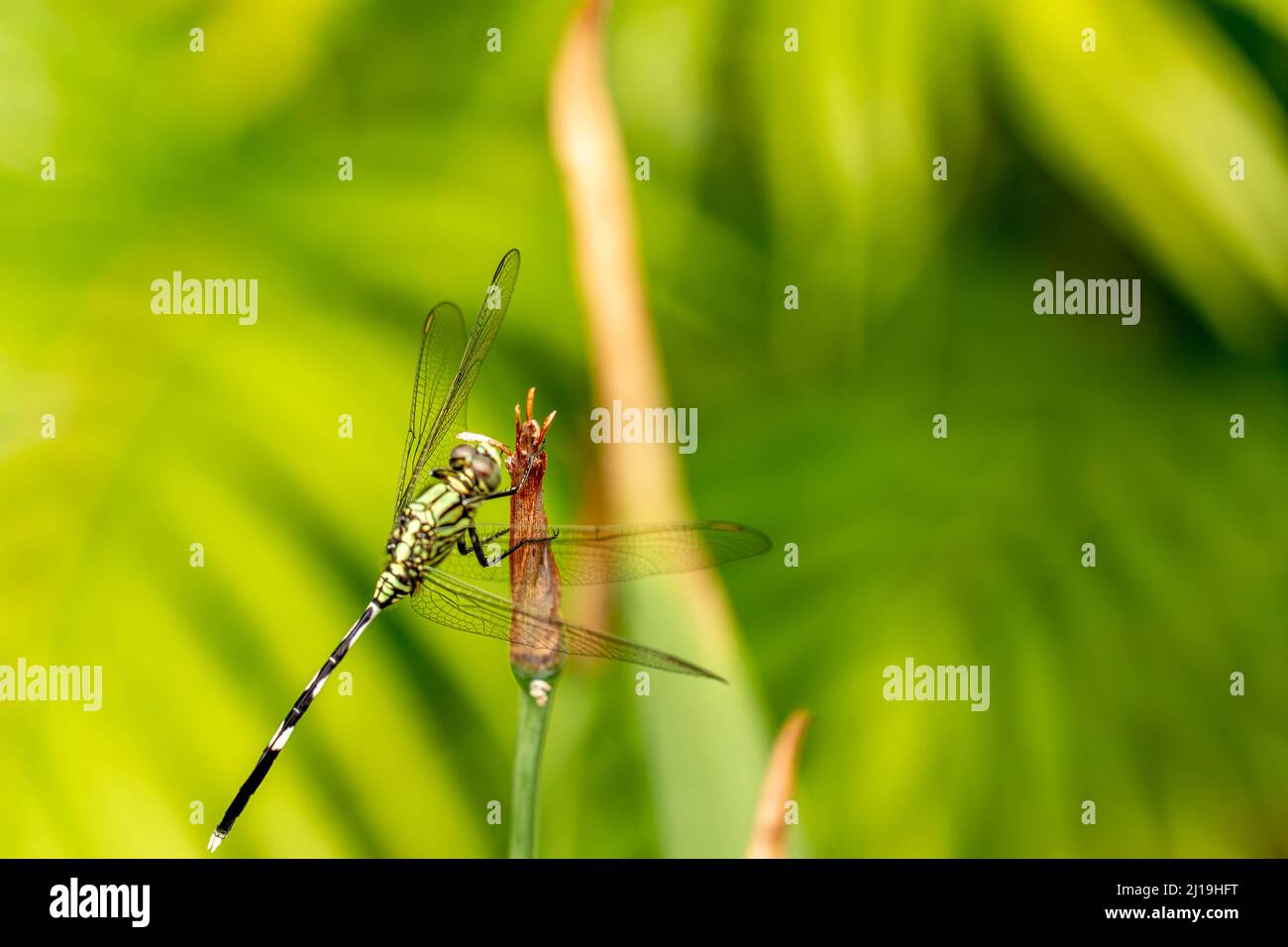Dragonfly green blurred background hi-res stock photography and images ...