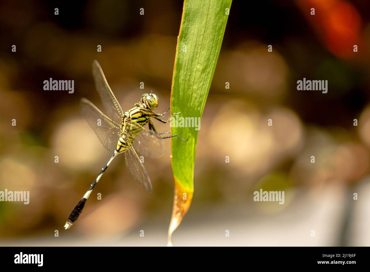 A green dragonfly with black stripes perches on the top of the leaf ...