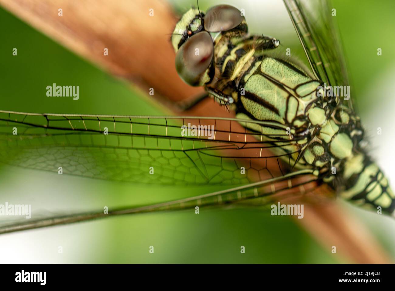 A green dragonfly with black stripes perches on the top of the leaf ...