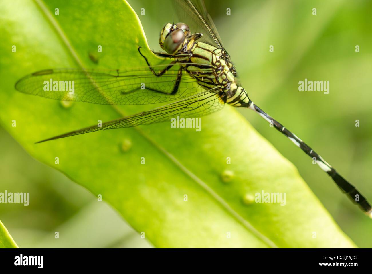A green dragonfly with black stripes perches on the top of the leaf ...