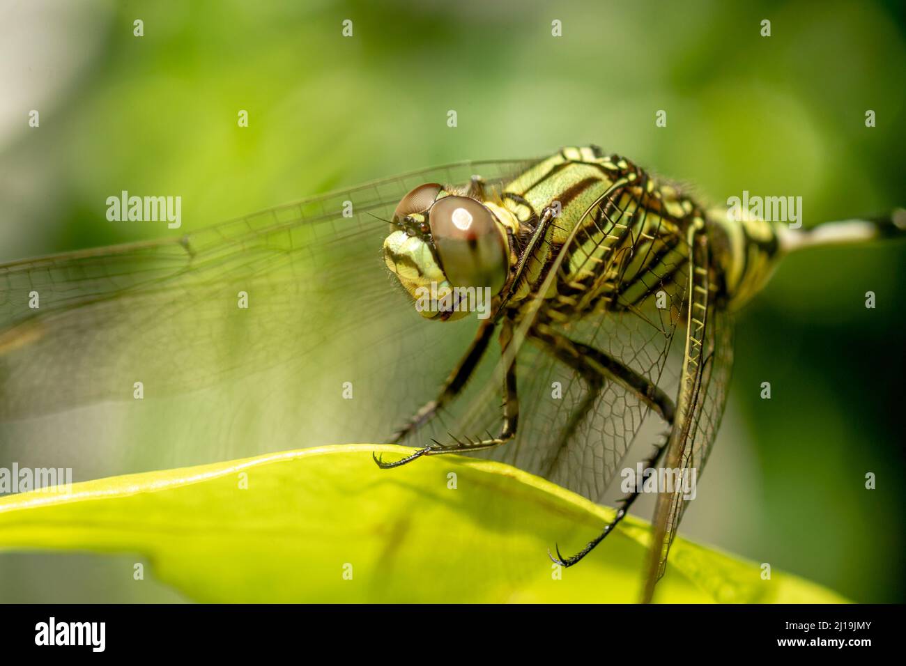 A green dragonfly with black stripes perches on the top of the leaf ...
