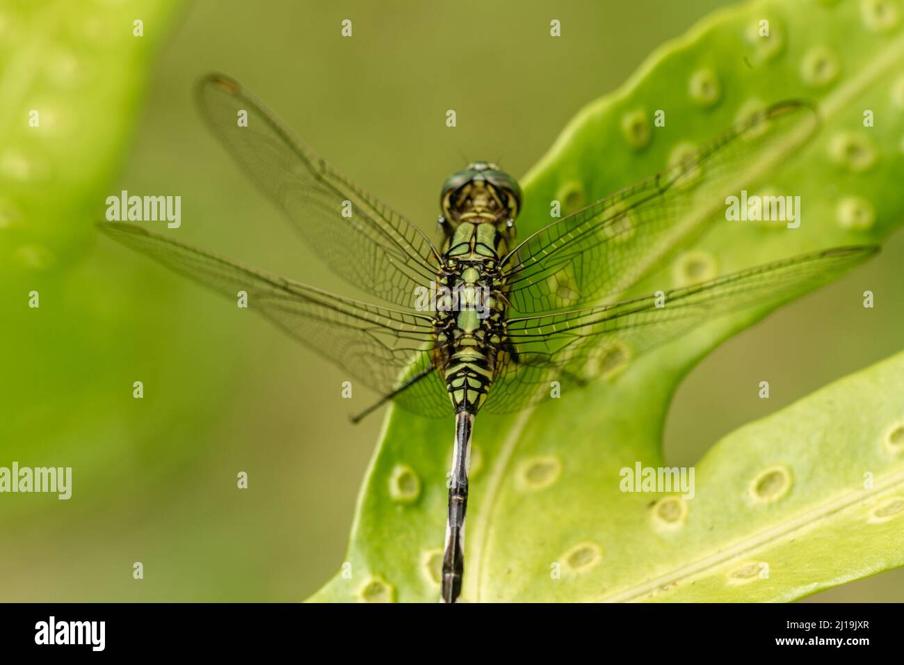 A green dragonfly with black stripes perches on the top of the leaf ...