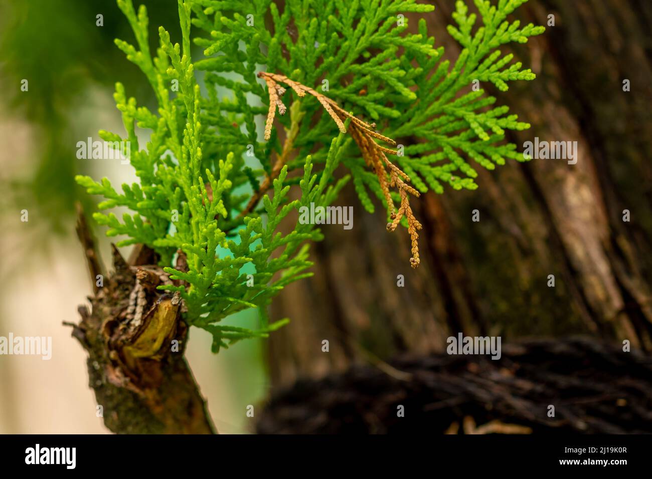 Fir plant shoots grow beside the main stem which is already large, used as a shade plant in gardens or office areas Stock Photo