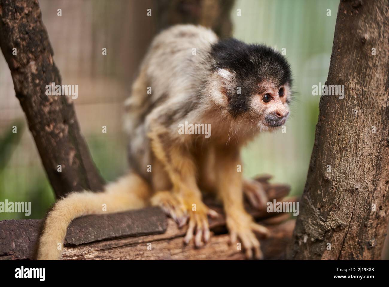 Curious about the world. Shot of a cute little monkey in a sactuary. Stock Photo