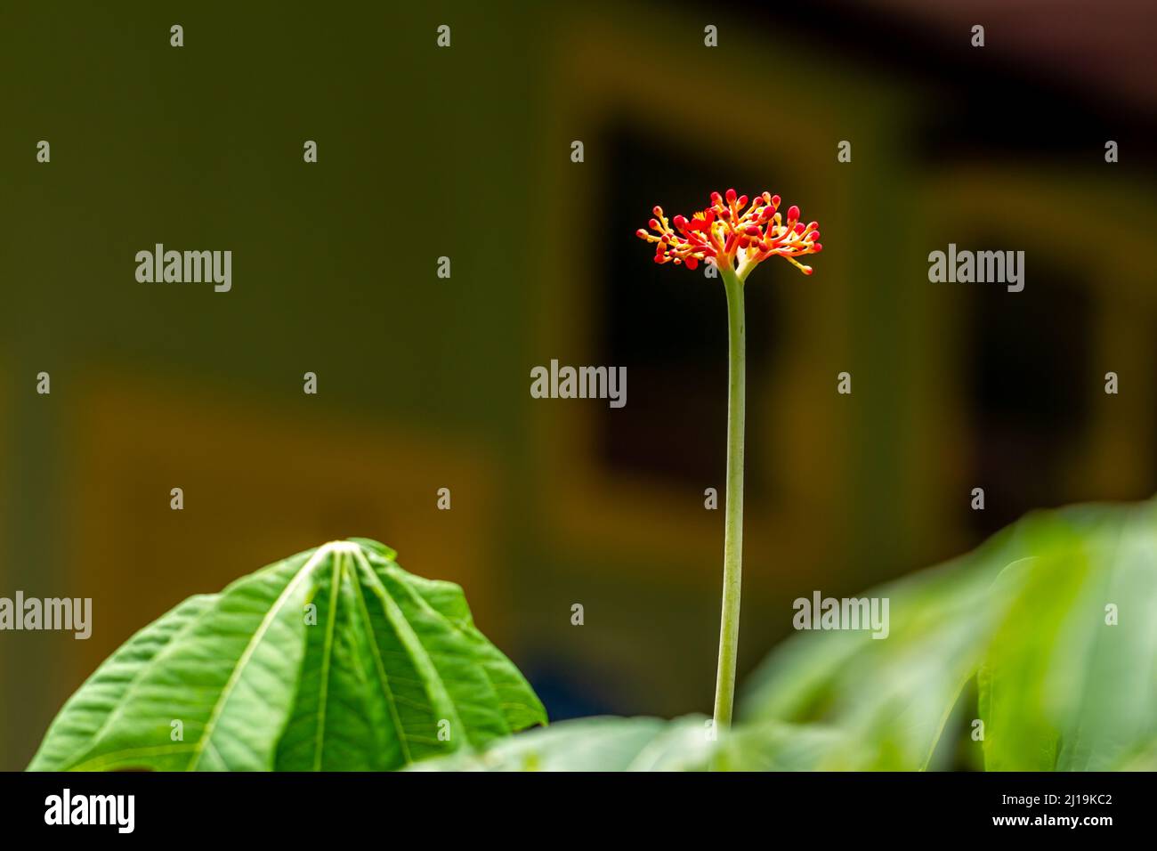 The jatropha plant has bright red flowers, when it becomes a fruit it will turn green, the background of the green leaves is blurry, natural concept Stock Photo
