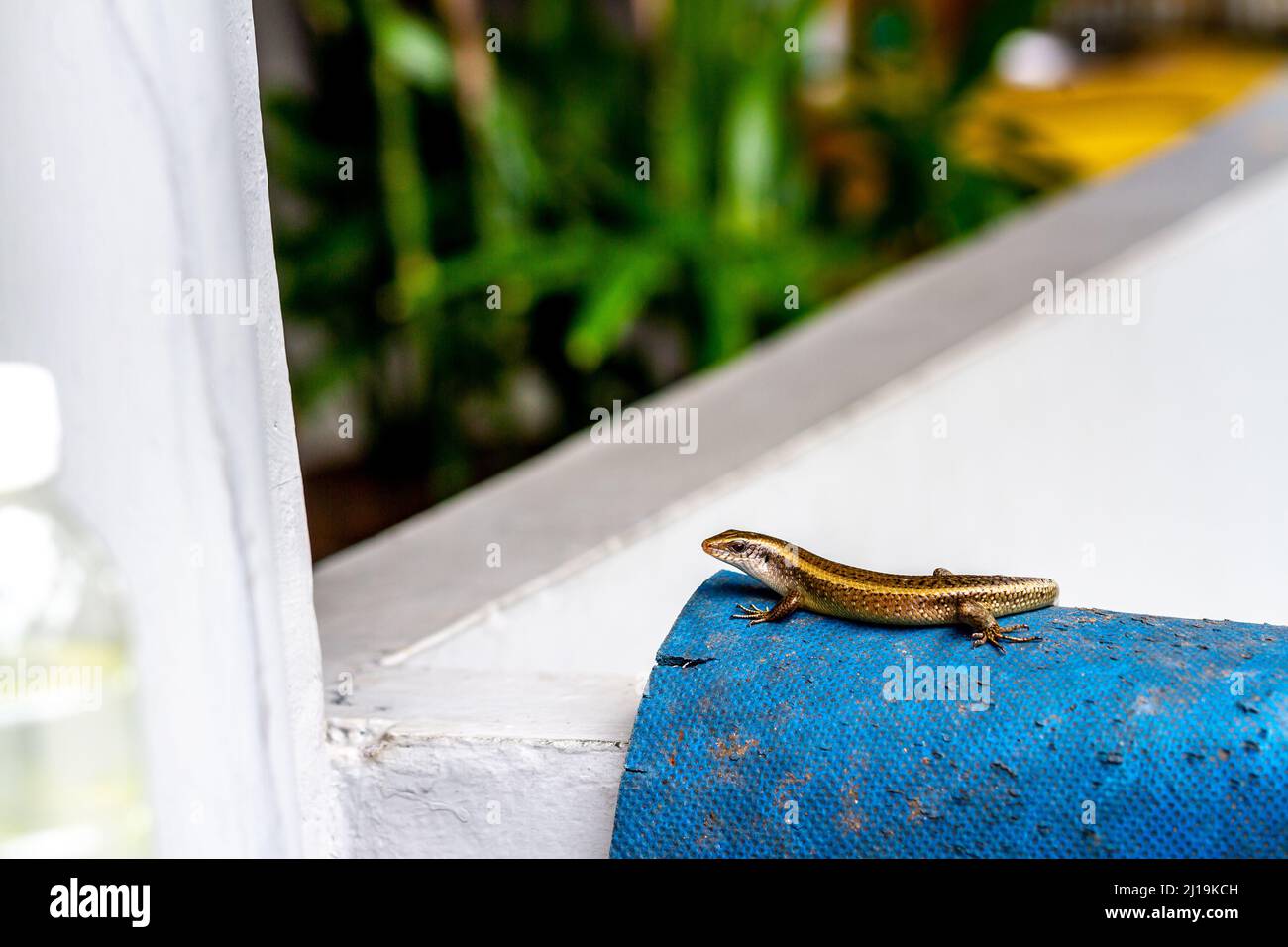 A lizard is sunbathing on a blue carpet being dried, its habitat has been evicted by offices Stock Photo