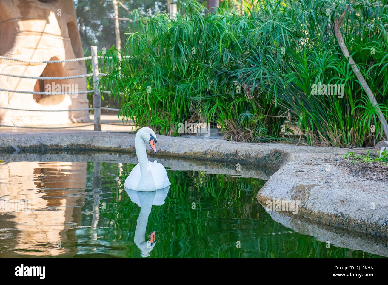 one white swan swims in the pond Stock Photo - Alamy