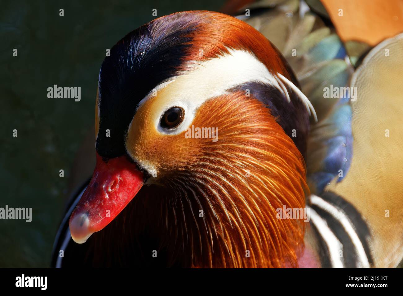 A closeup of a mandarin duck Stock Photo - Alamy