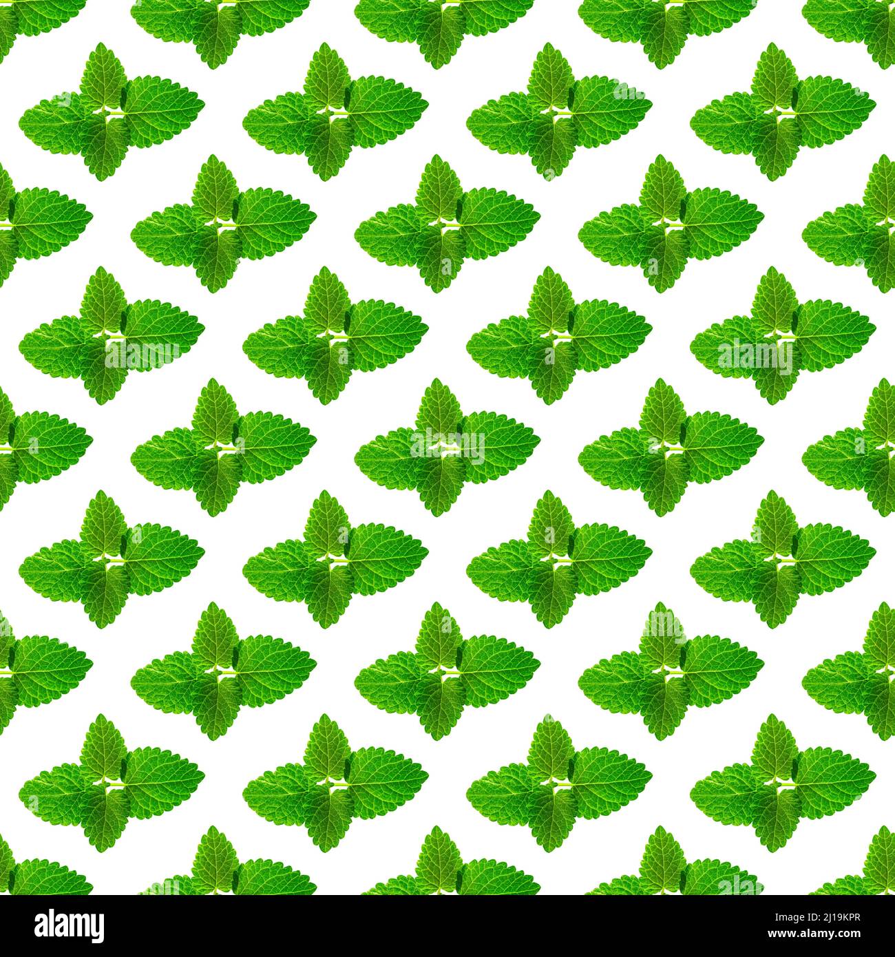 Seamless pattern of fresh mint leaves on white background Stock Photo ...