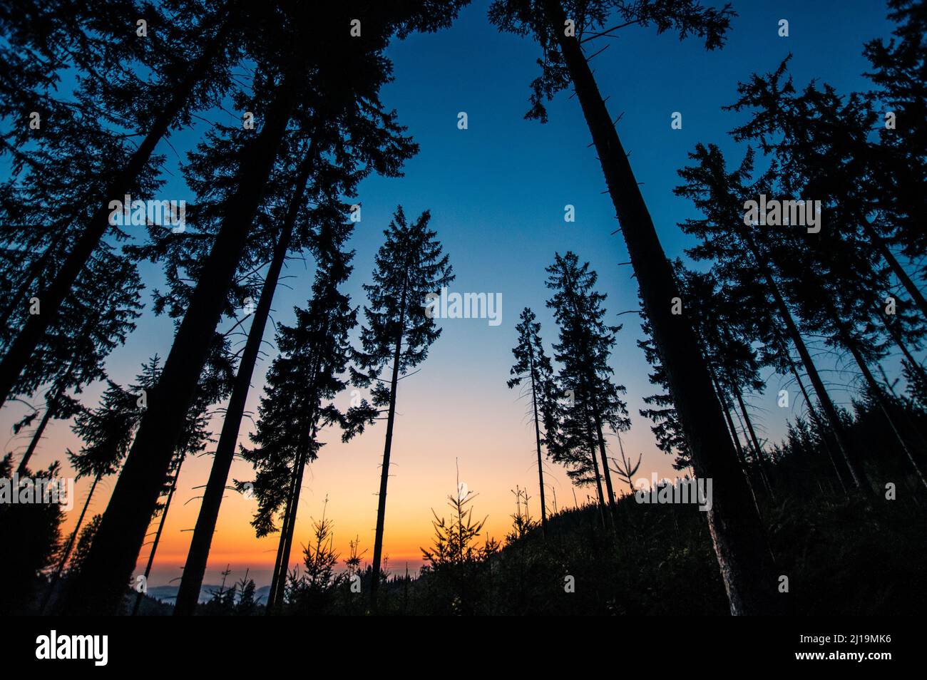 A low angle shot of tall trees against a blue sky during a sunset Stock ...