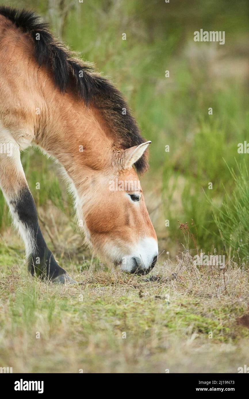 Saudi Ferus Przewalski's horse (Equus ferus przewalskii), Bavaria, Germany Stock ...