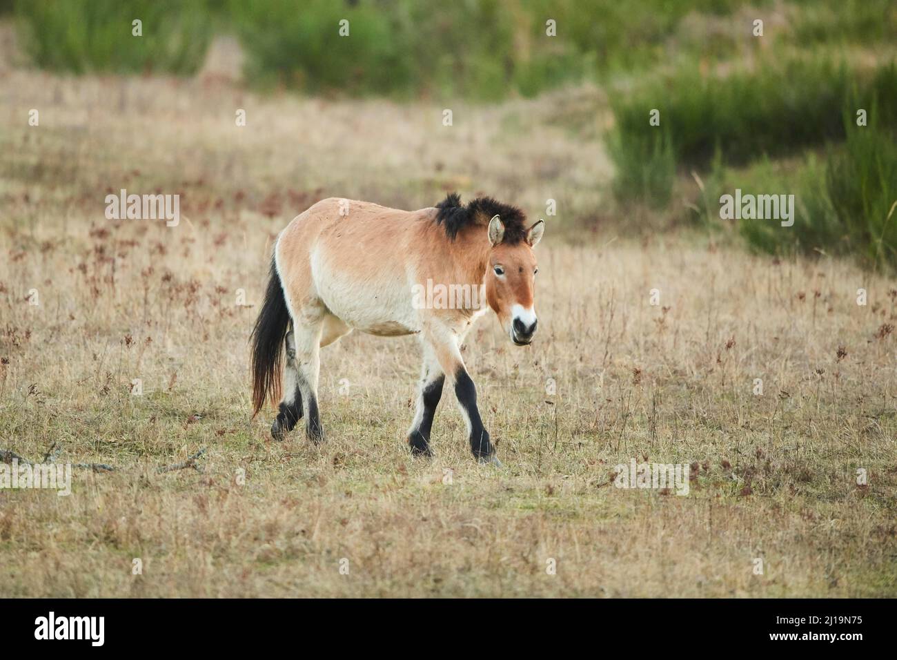 Saudi Ferus Przewalski's horse (Equus ferus przewalskii), Bavaria, Germany Stock ...