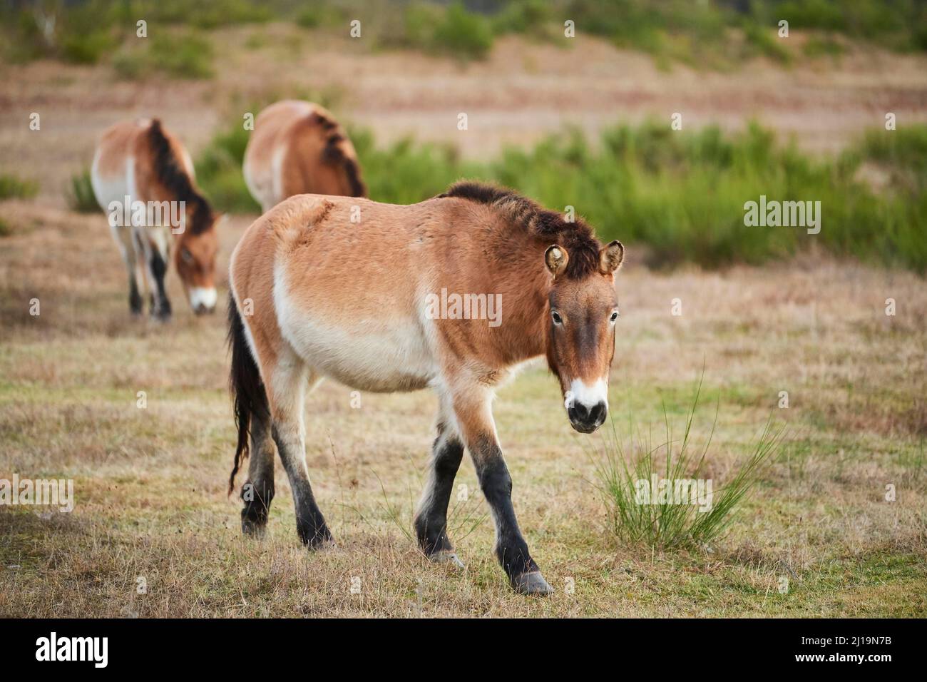 Saudi Ferus Przewalski's horse (Equus ferus przewalskii), Bavaria, Germany Stock ...