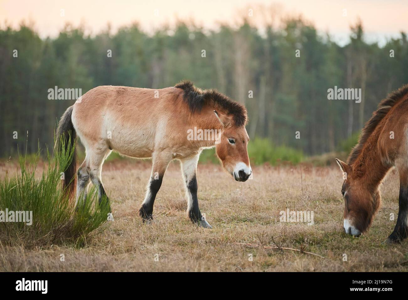 Saudi Ferus Przewalski's horse (Equus ferus przewalskii), Bavaria, Germany Stock ...