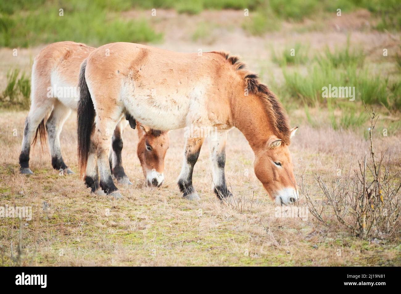 Saudi Ferus Przewalski's horse (Equus ferus przewalskii), Bavaria, Germany Stock ...