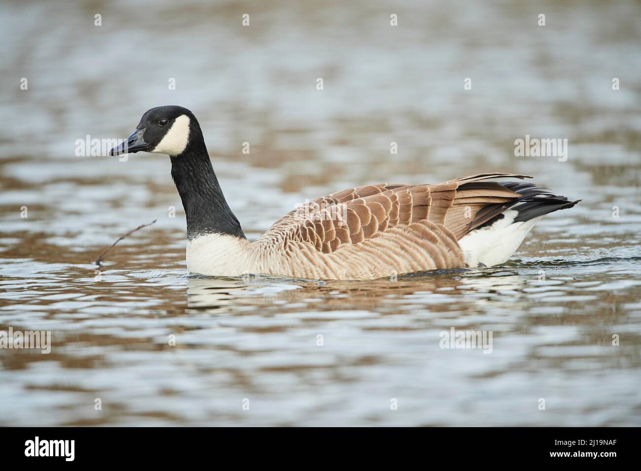 Canada goose (Branta canadensis), swimming in a lake, Germany Stock ...