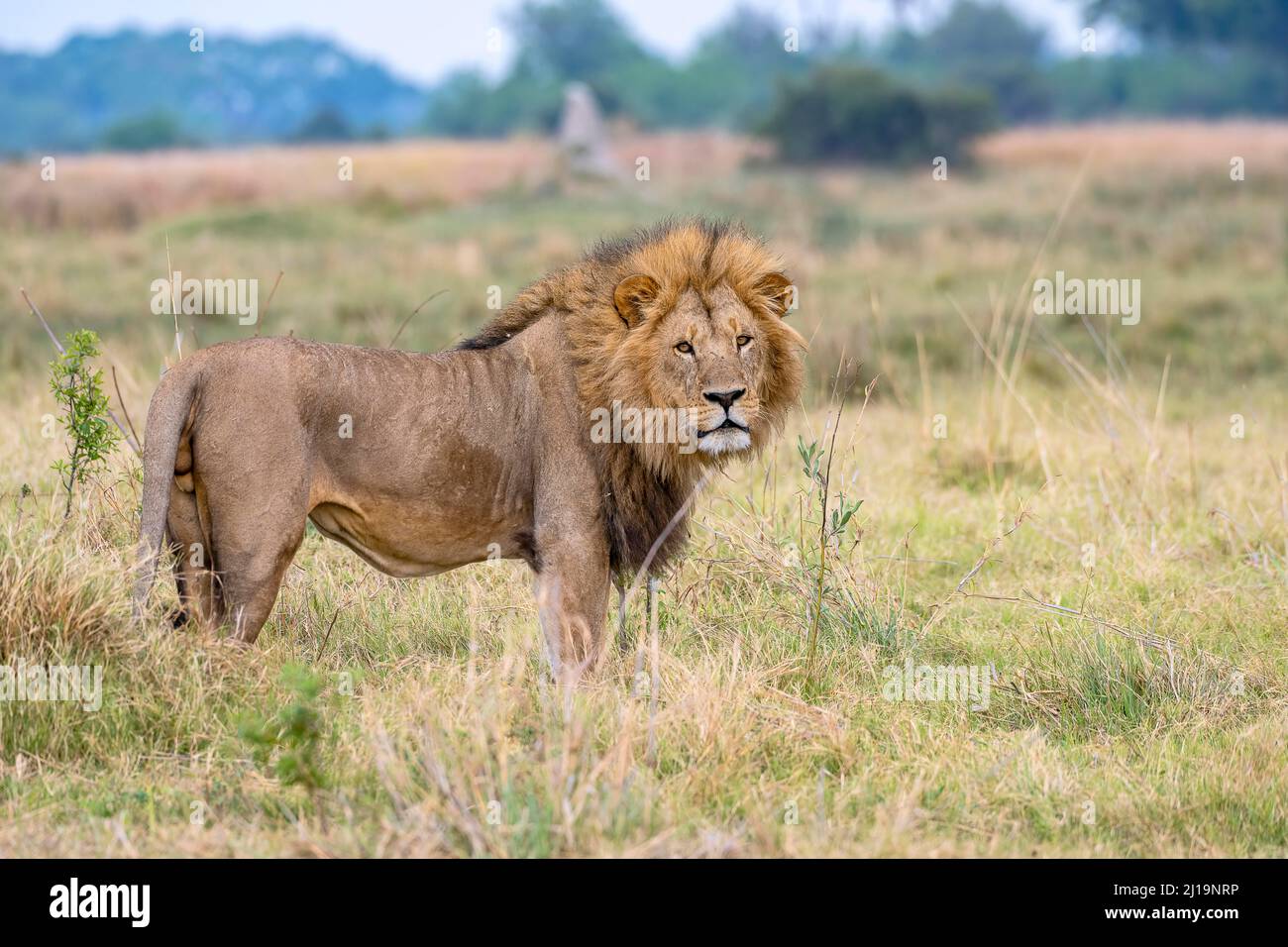 Lion (Panthera leo), male lion with mane, Moremi Game Reserve West ...