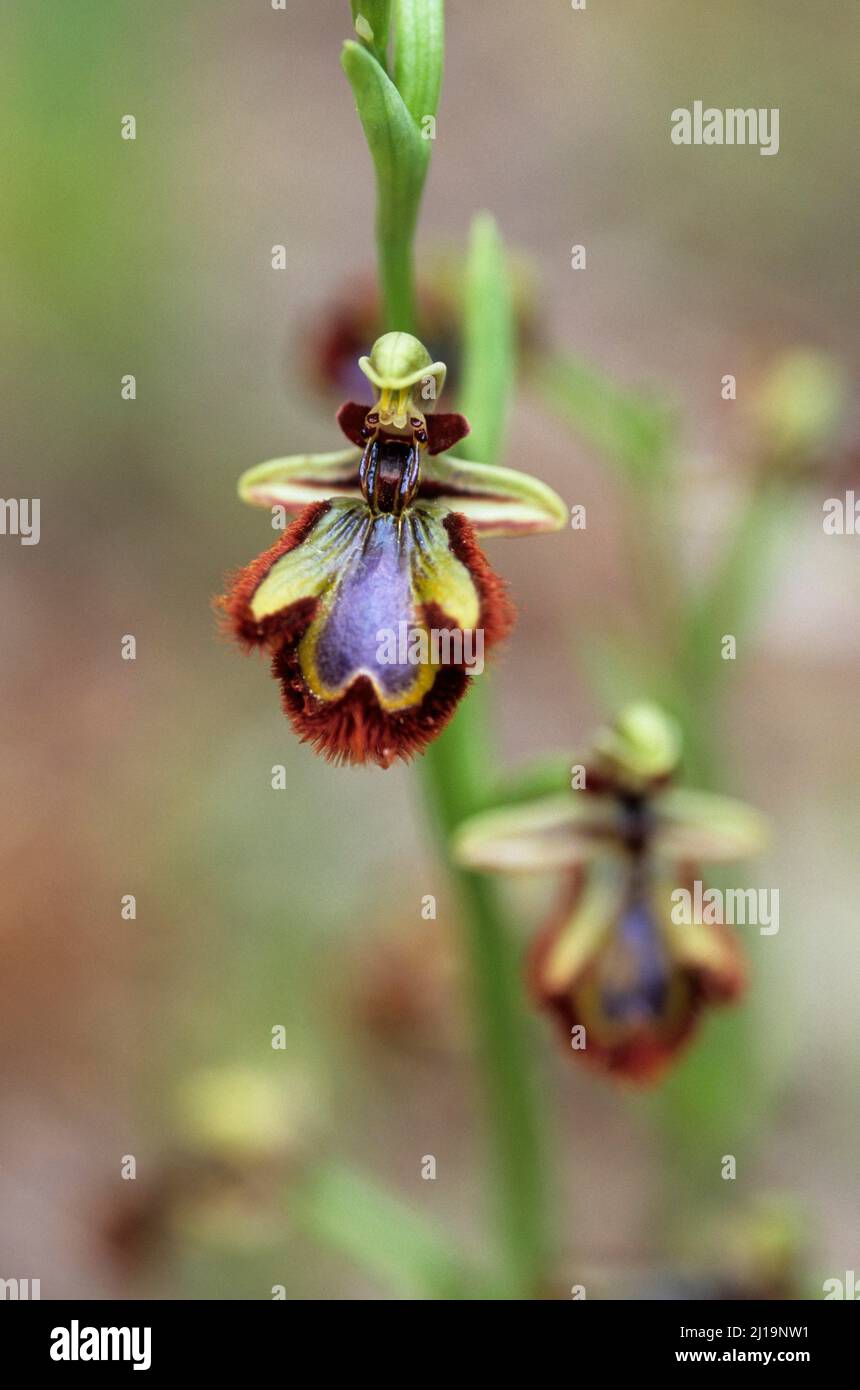 Mirror orchid (Ophrys speculum), Majorca, Spain Stock Photo