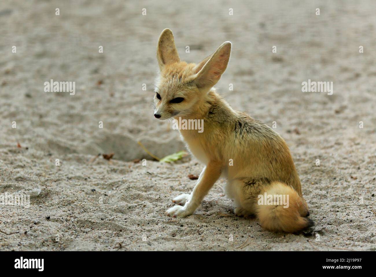 Fennek, fennec fox (Vulpes zerda), adult, captive, North Africa Stock Photo