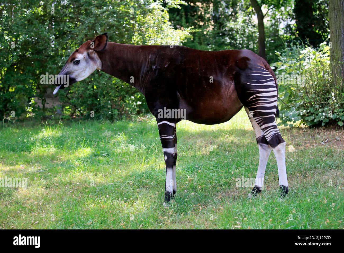 Okapi (Okapia johnstoni), adult, foraging, captive Stock Photo - Alamy