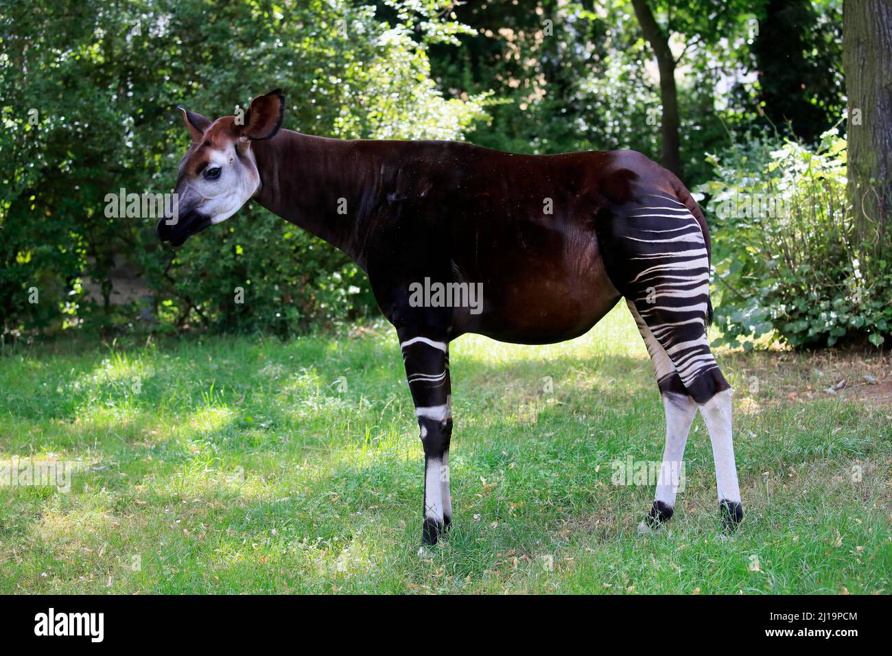Okapi okapia johnstoni adult captive hi-res stock photography and ...