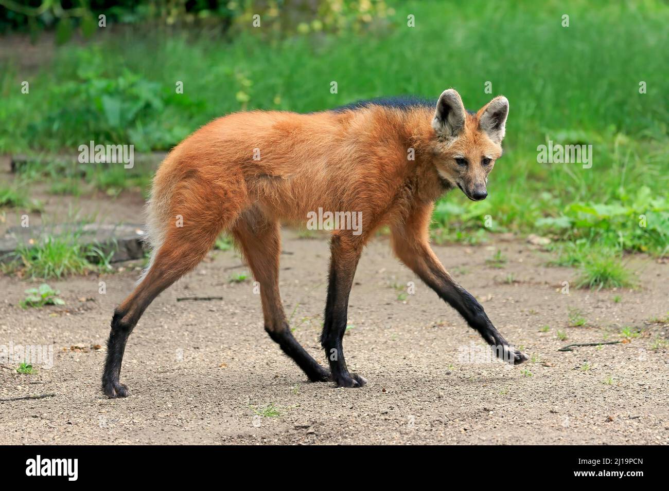 Maned wolf (Chrysocyon brachyurus), adult, running, captive Stock Photo