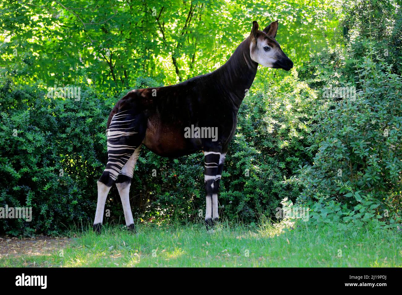 Okapi okapia johnstoni adult hi-res stock photography and images - Alamy