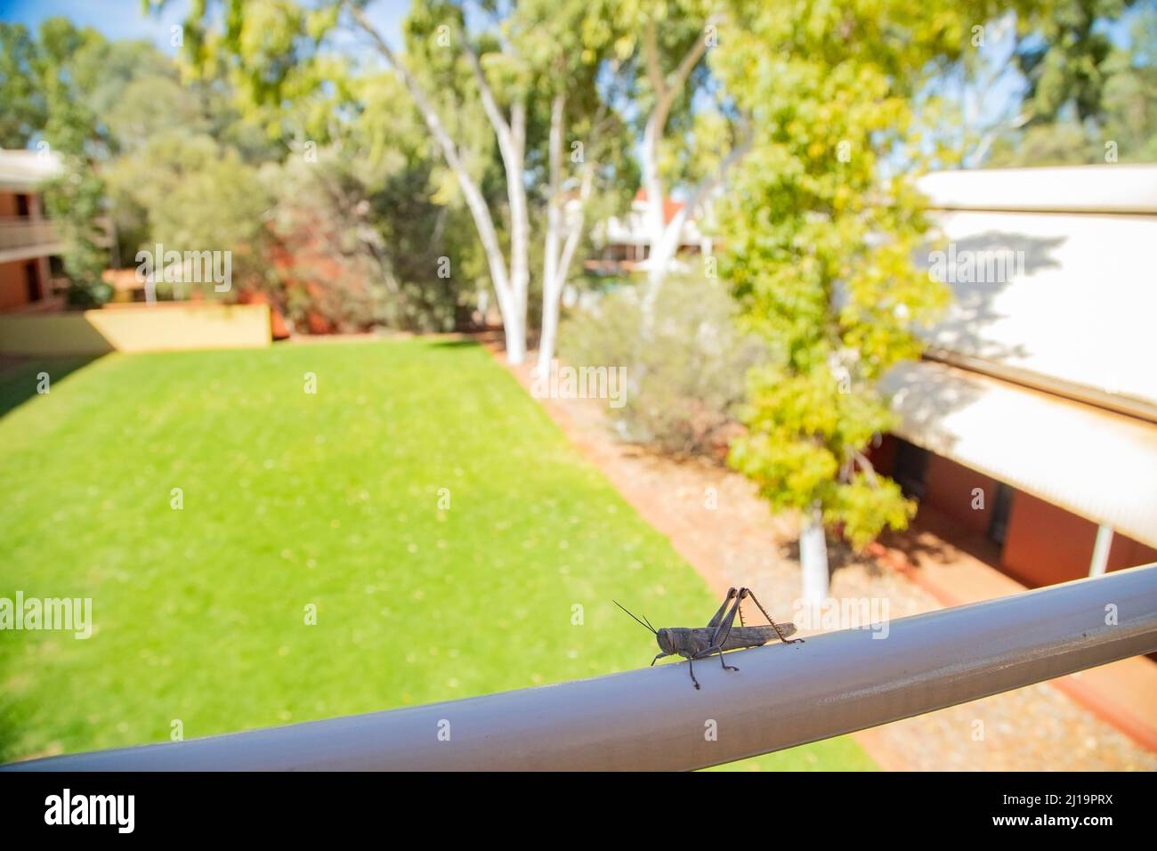 Australian grasshopper (Valanga irregularis) adult on a hotel balcony, Northern Territory, Australia Stock Photo
