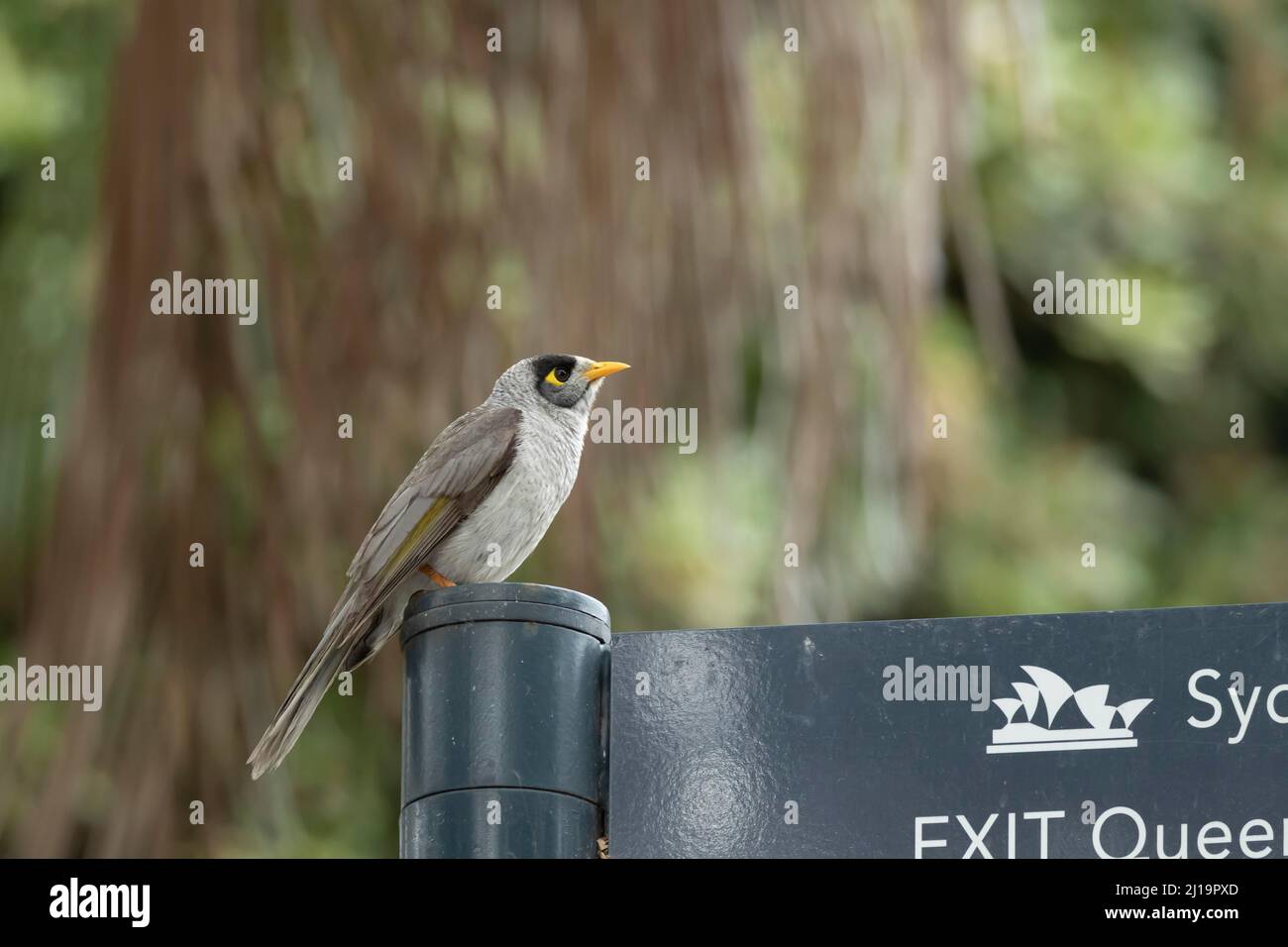 Noisy miner (Manorina melanocephala) adult bird on a park sign, Sydney, New South Wales, Australia Stock Photo