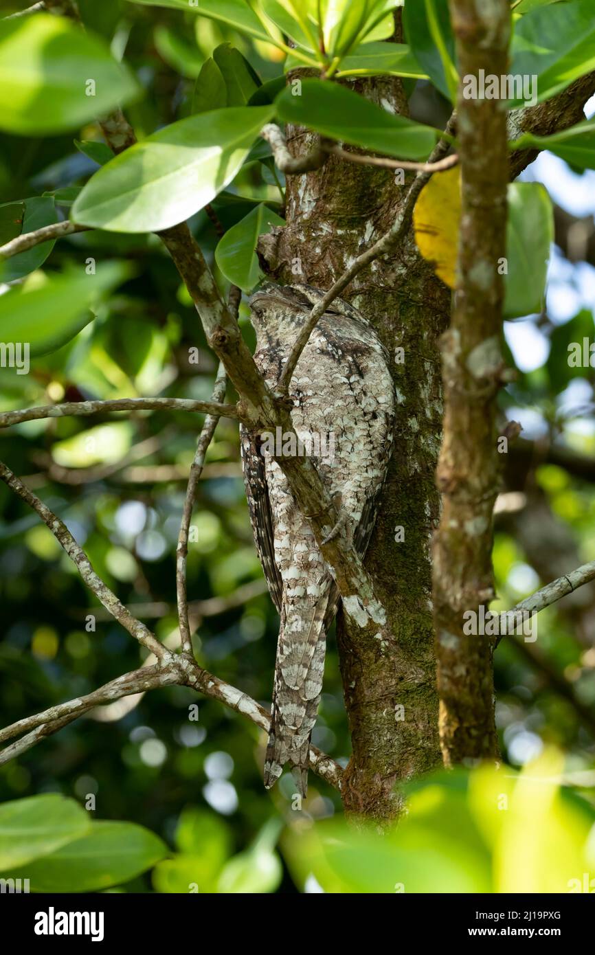 Tawny frogmouth (Podargus strigoides) adult bird sleeping in a tree, Daintree rainforest, Queensland, Australia Stock Photo