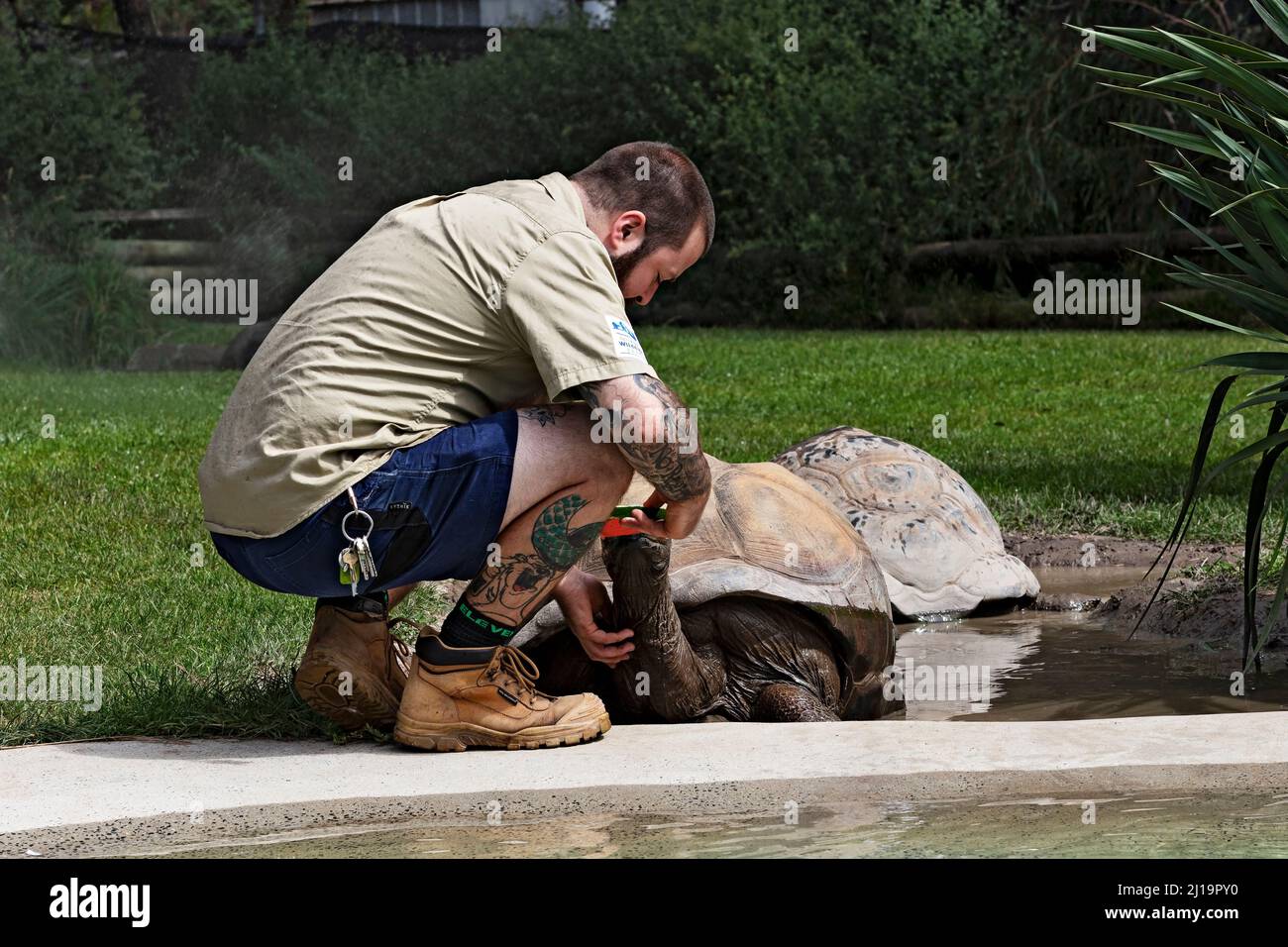 Reptiles /  A  Giant Aldabra Tortoise being fed at the Ballarat Wildlife Park  in Ballarat Australia. Stock Photo