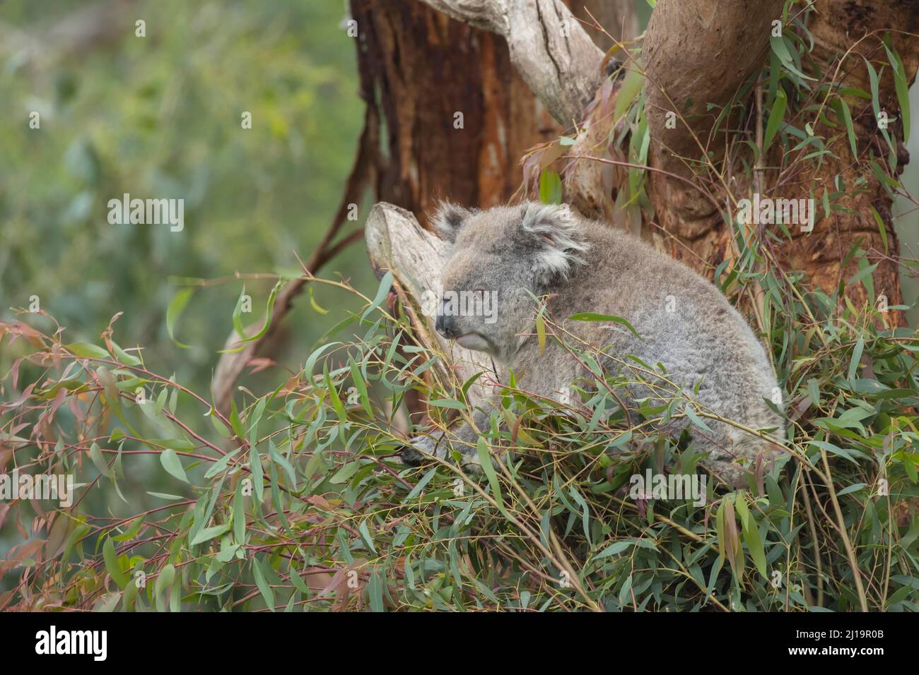 Koala (Phascolarctos cinereus) adult in an Eucalyptus tree, Victoria, Australia Stock Photo