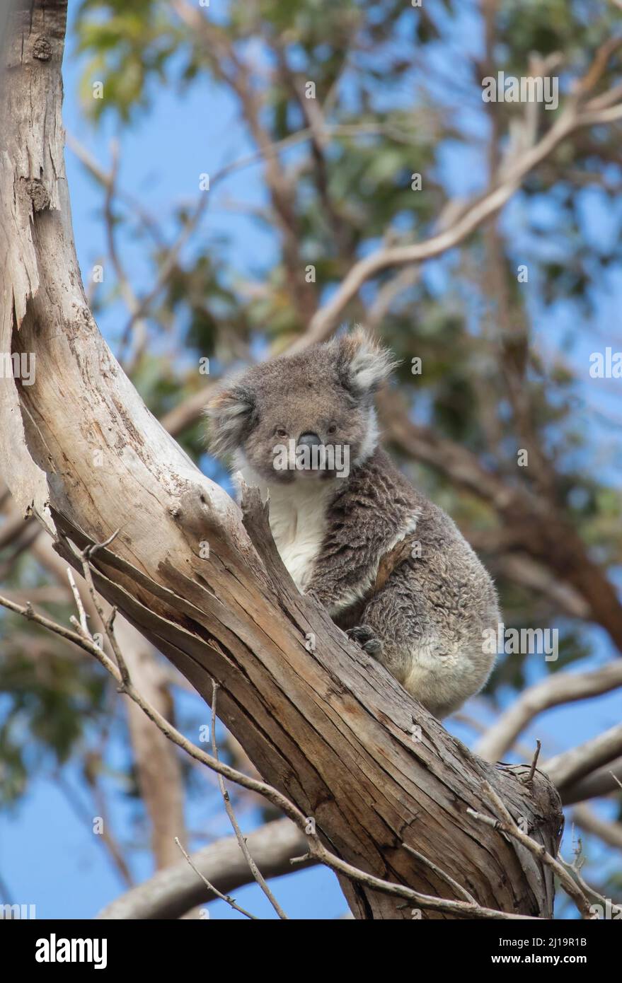Koala (Phascolarctos cinereus) adult in an Eucalyptus tree, Victoria, Australia Stock Photo